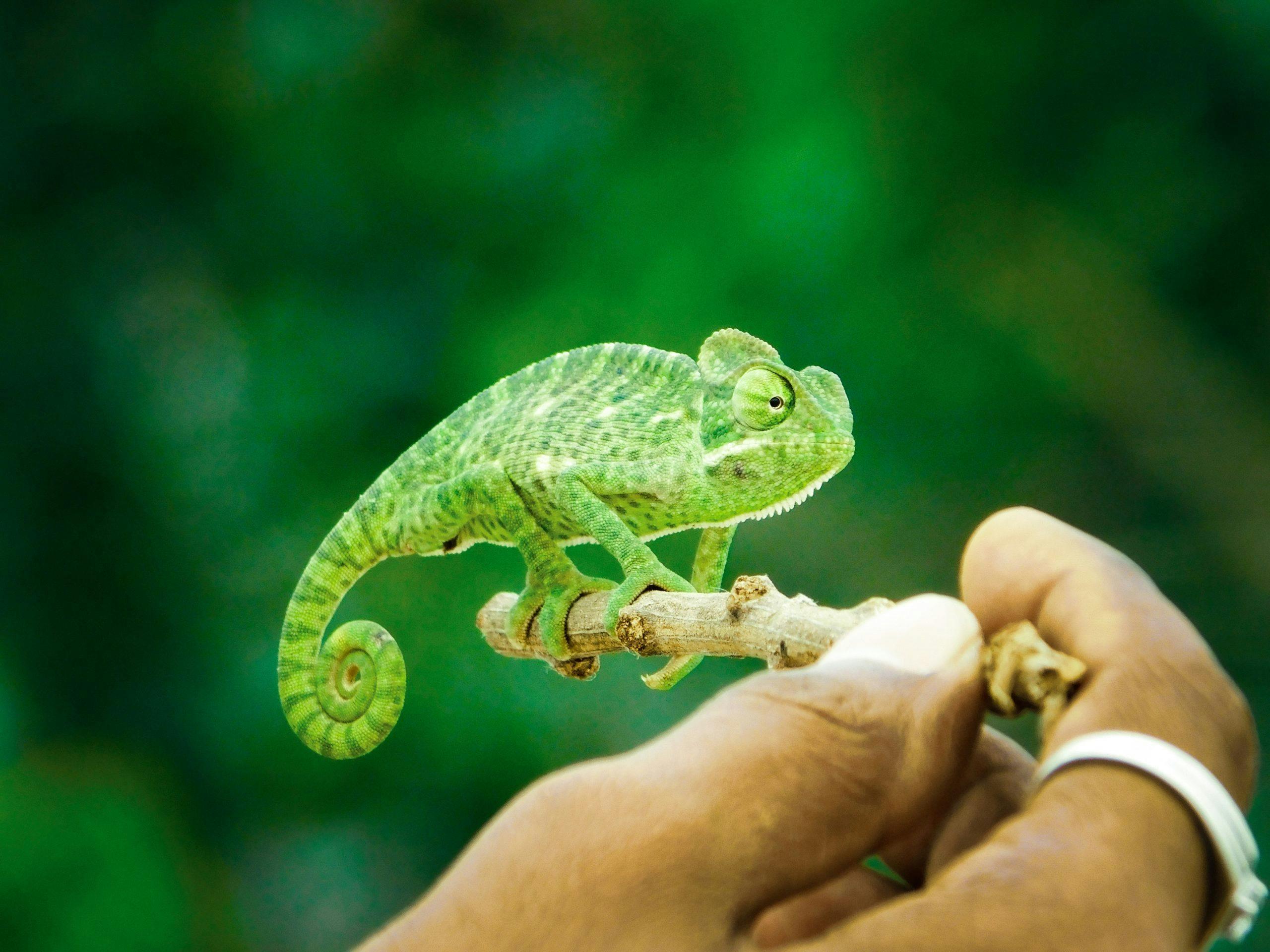 chameleon