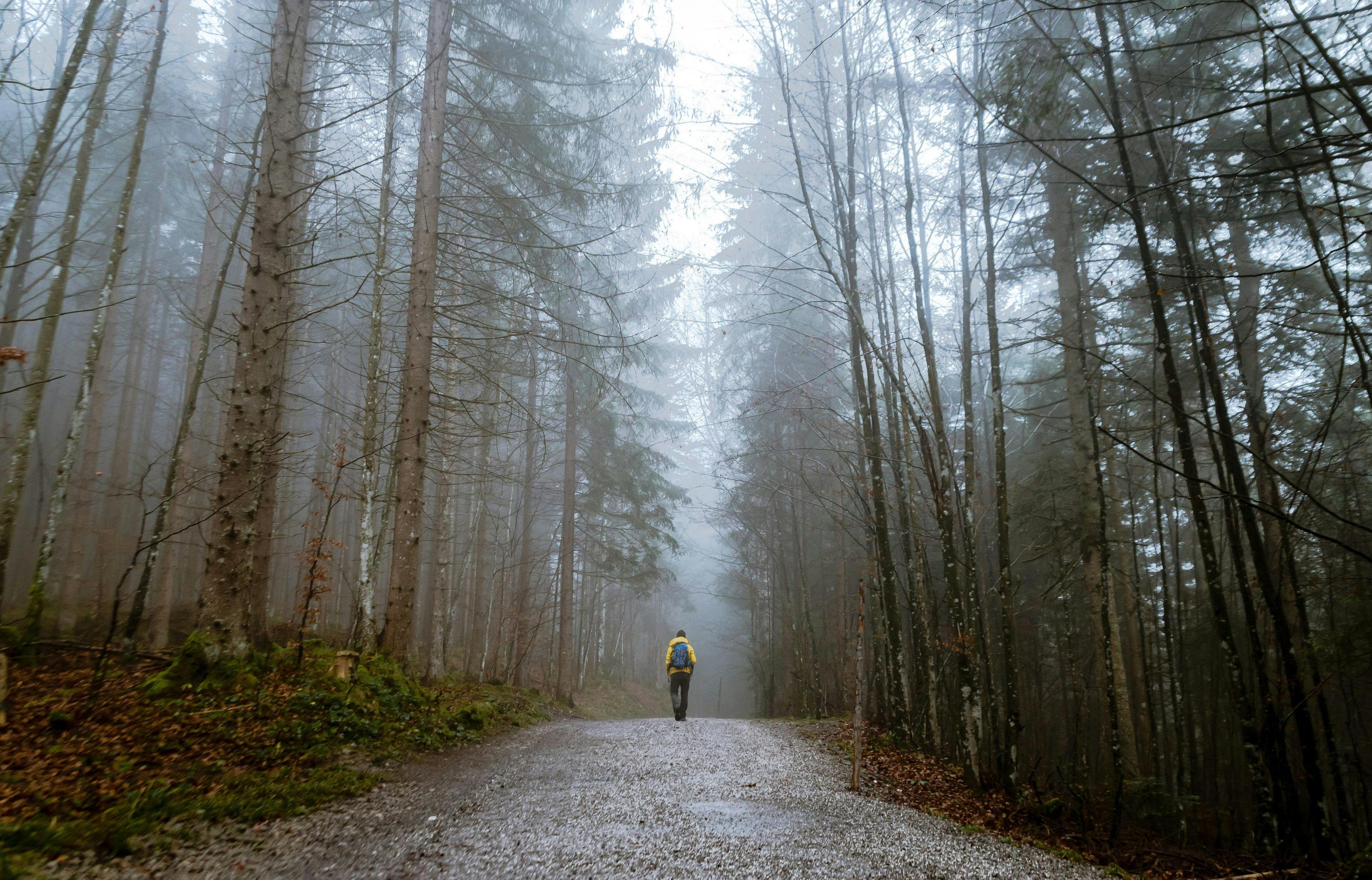 hiker surrounded by tall trees