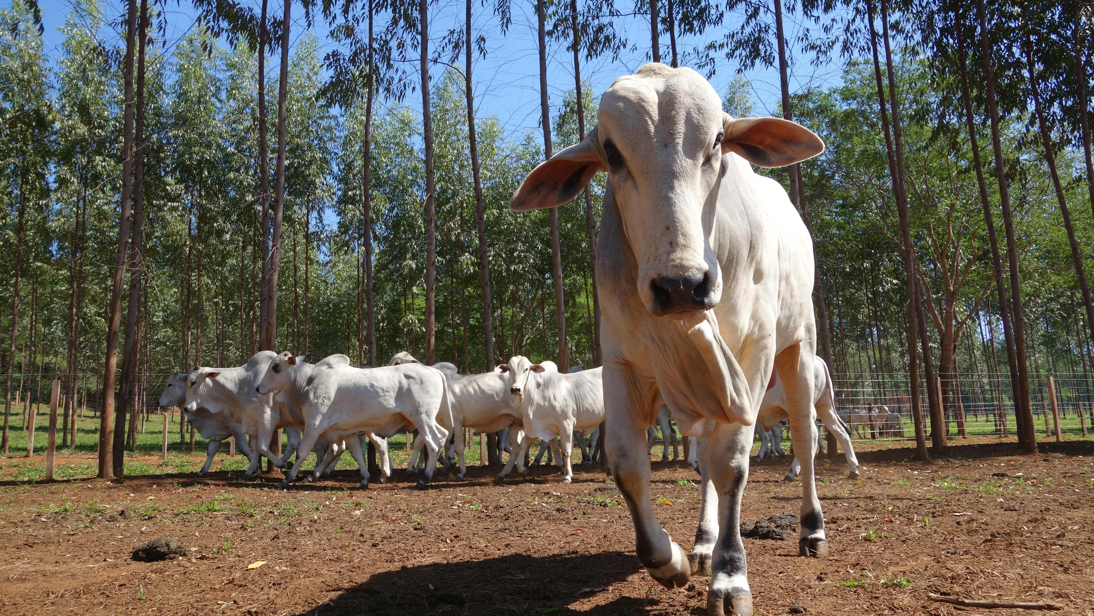 white cows